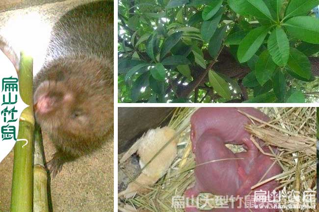 賀州八點黑兔苗養(yǎng)殖基地