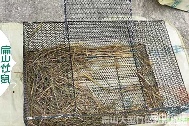 岳陽竹鼠批發(fā)
