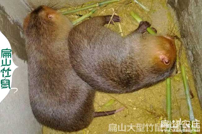 漳州竹鼠養(yǎng)殖基地