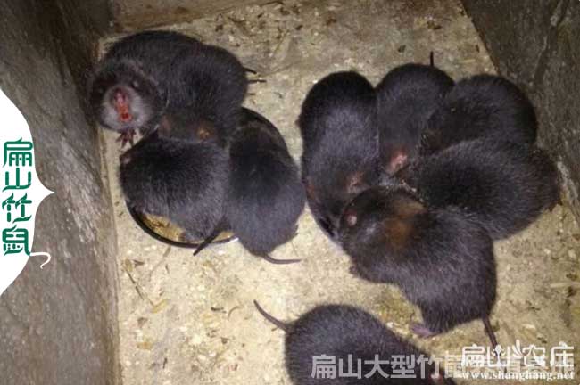 河池花兔竹鼠養(yǎng)殖