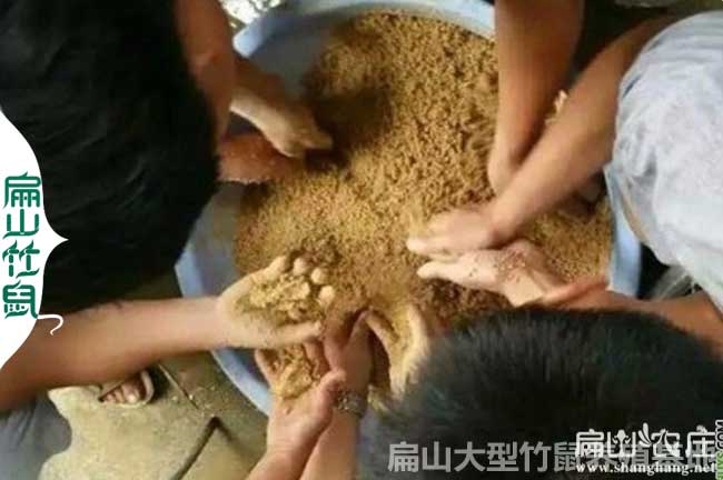 98對(duì) 湖南竹鼠養(yǎng)殖 湖南竹鼠苗養(yǎng)殖場(chǎng) 湖南紅頰竹鼠養(yǎng)殖基地