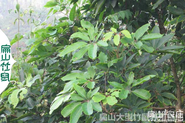 多給竹鼠吃鴨腳木