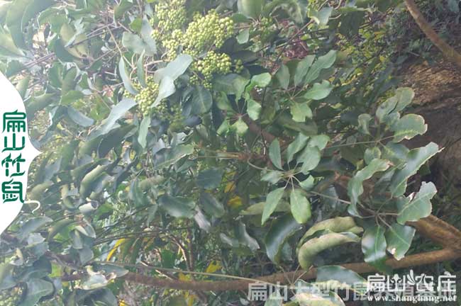 百色鴨腳木種植基地