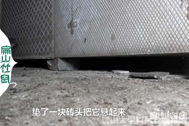 竹鼠養(yǎng)殖政府補(bǔ)貼