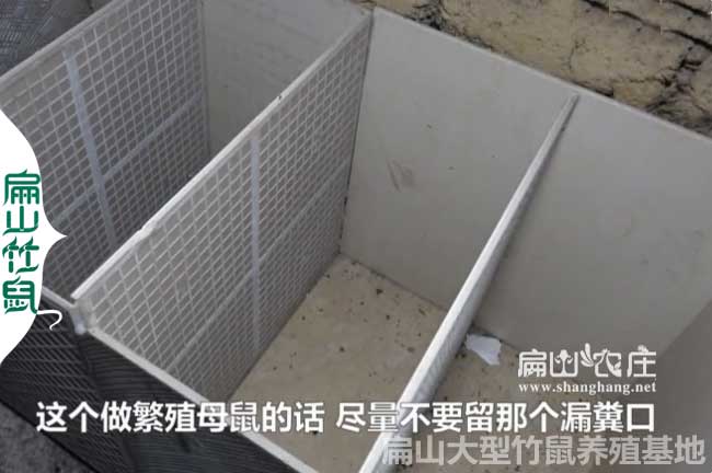 竹鼠池子的建設