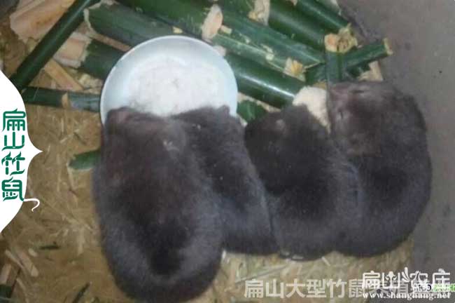 50-100對(duì)廣西恭城紅頰桂林竹鼠養(yǎng)殖基地 種苗價(jià)格多少錢(qián)一對(duì)