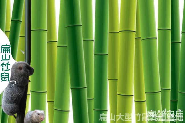 炎陵竹鼠種苗批發(fā)