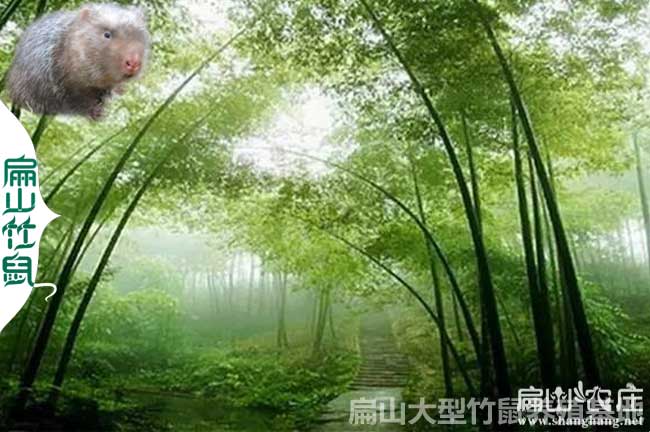 廣西銀星c紅頰竹鼠種苗批發(fā)