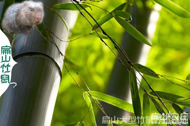 長(zhǎng)沙竹鼠竹子