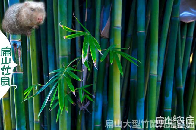邵陽(yáng)竹鼠竹子