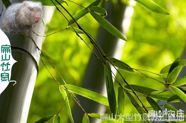 灌陽竹鼠種苗批發(fā)