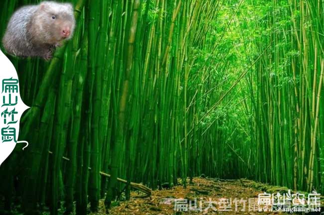 灌陽(yáng)竹鼠吃竹子