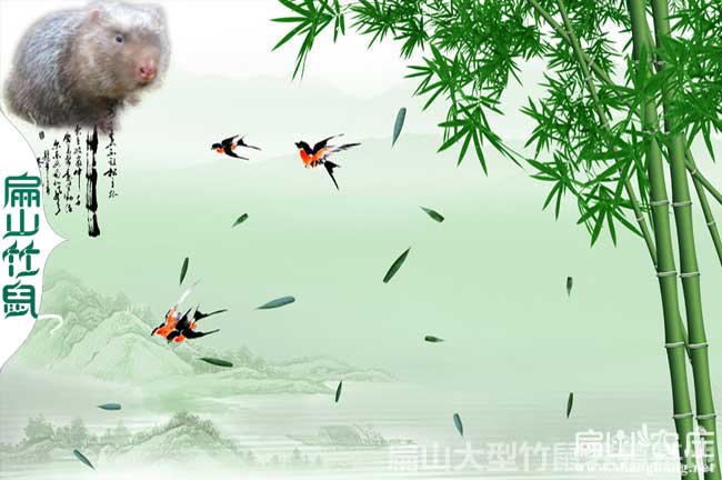 長(zhǎng)沙竹子種植