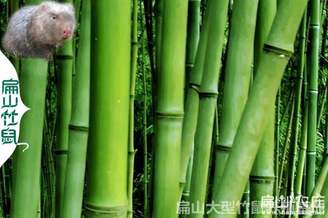遂寧大中的竹鼠養(yǎng)殖基地