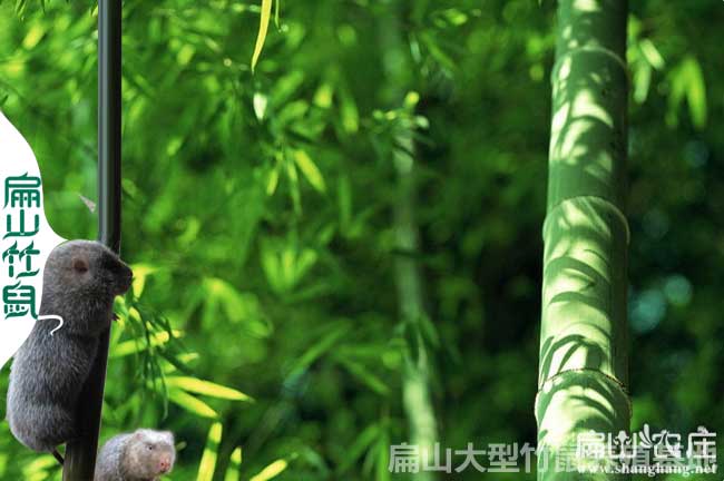 紅河竹鼠養(yǎng)殖基地