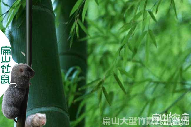 四川竹鼠養(yǎng)殖竹林