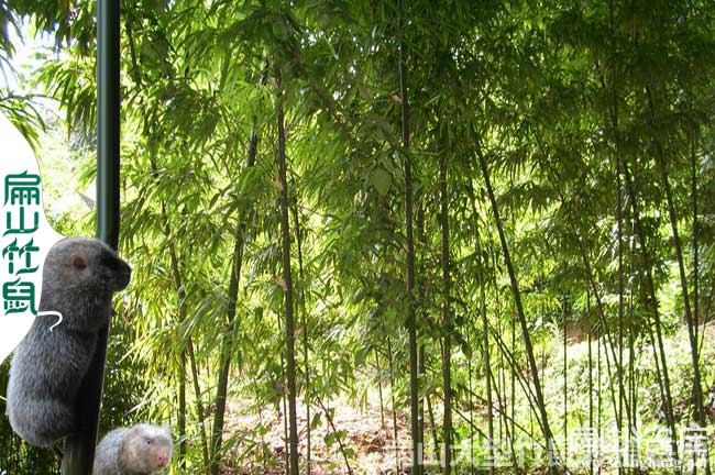 竹鼠常見病防治與分析