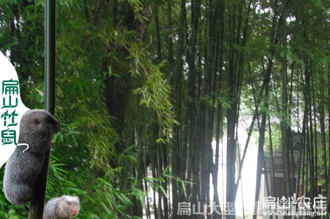 竹鼠常用藥物備用 陜西養(yǎng)殖場(chǎng)竹鼠中草藥 西藥腸炎腹瀉10種