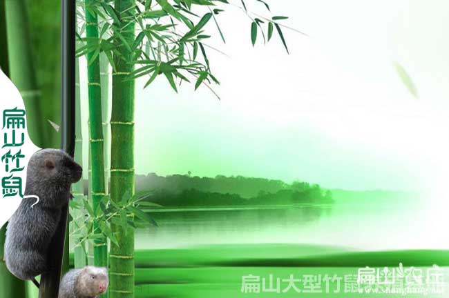 竹鼠常見病分析