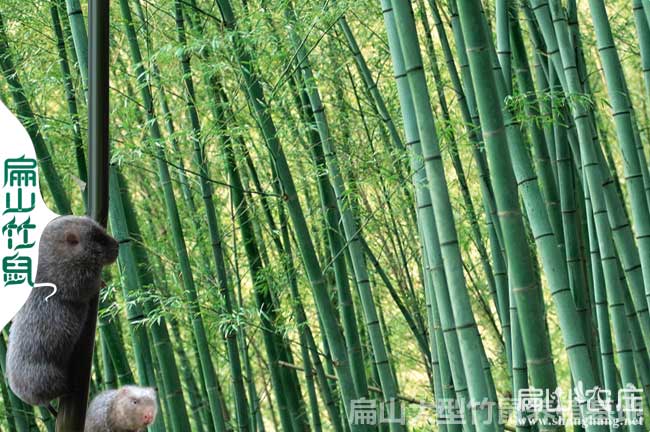 廈門竹鼠養(yǎng)殖