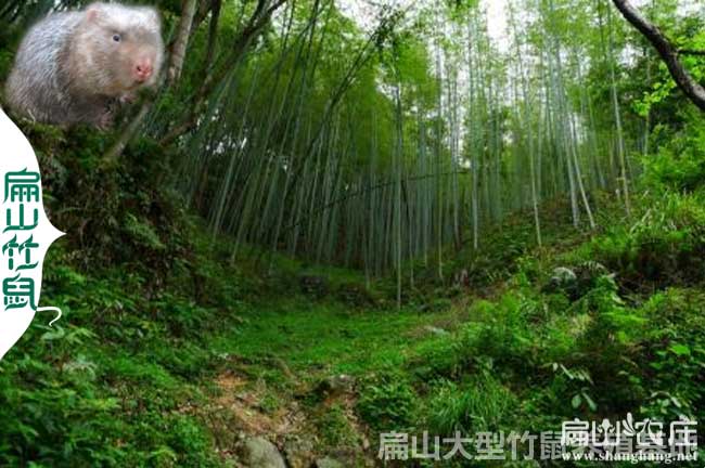 竹鼠夏天降溫食物