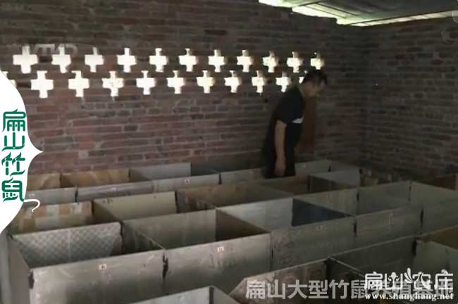 桂林竹鼠養(yǎng)殖場