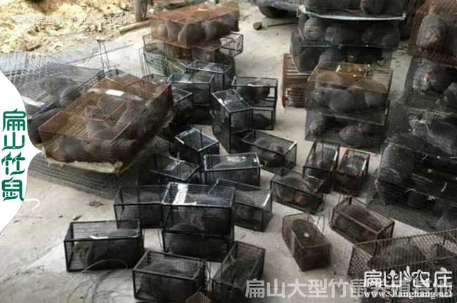 吉林農(nóng)村竹鼠養(yǎng)殖基地