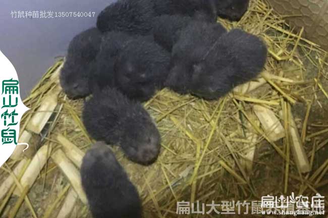 湖南竹鼠苗價(jià)格