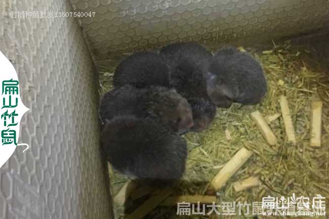 吉林銀星c紅頰竹鼠養(yǎng)殖基地