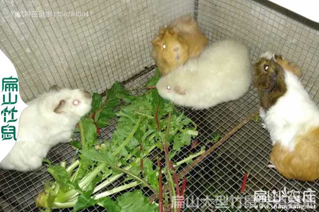 云夢竹鼠價格