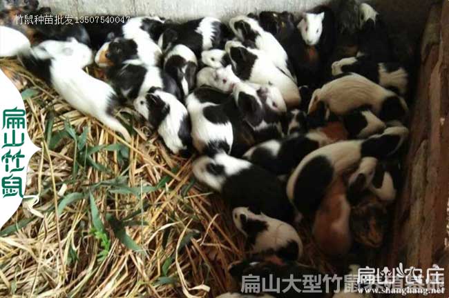 吉林花兔竹鼠養(yǎng)殖基地