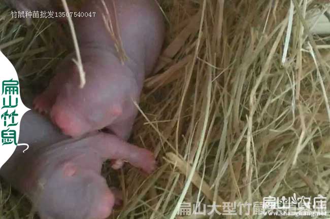 哈密竹鼠種苗繁殖