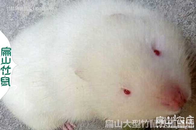 廣西白竹鼠養(yǎng)殖基地