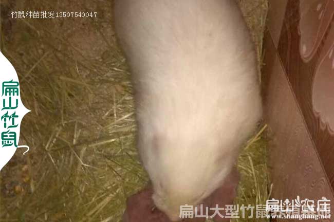 吉林月月兔竹鼠苗價格