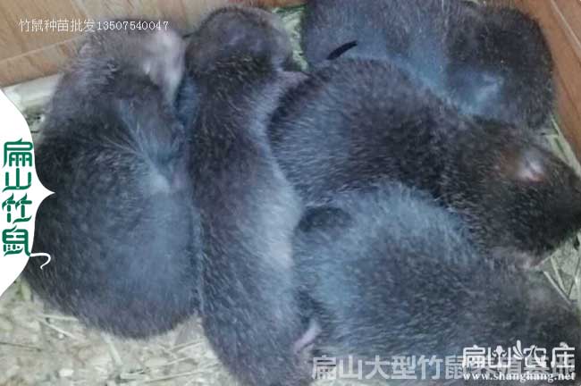 吉林竹鼠苗批發(fā)中心