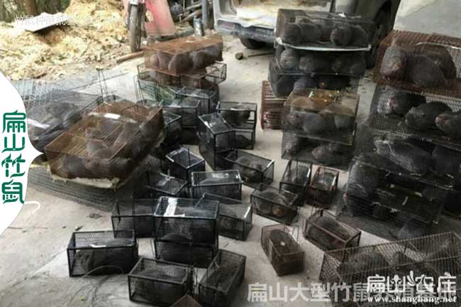 銀星c紅頰竹鼠常見病防治與分析