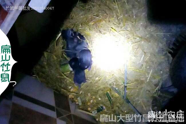 中牟竹鼠苗價(jià)格
