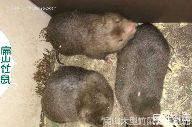 梅州銀星竹鼠養(yǎng)殖場