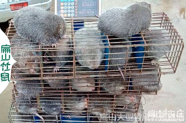 廣西賣商品竹鼠