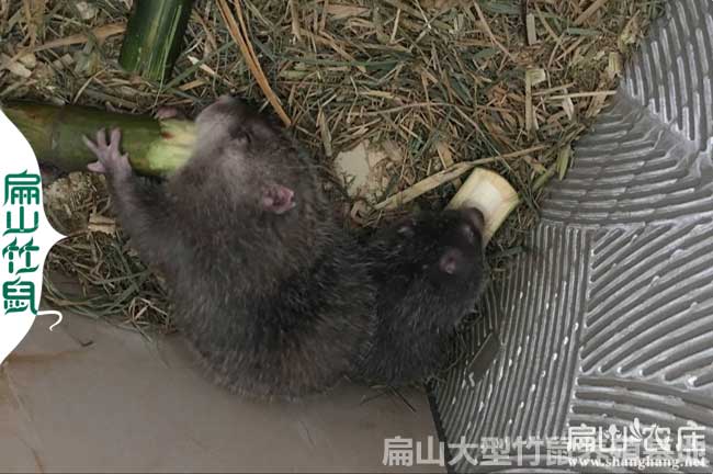 龍勝竹鼠養(yǎng)殖培訓(xùn)
