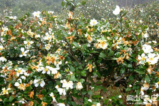 高產(chǎn)量的油茶品種