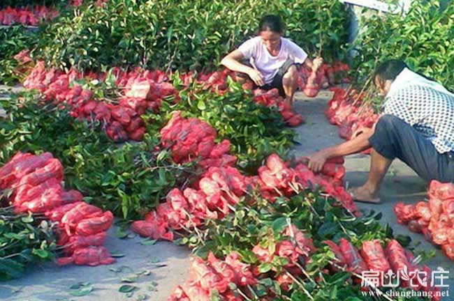 溪軟枝油茶3號苗批發(fā)
