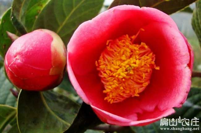 中國紅花大果油茶苗批發(fā)
