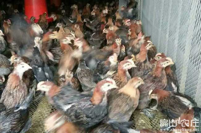 張家界土雞苗批發(fā)