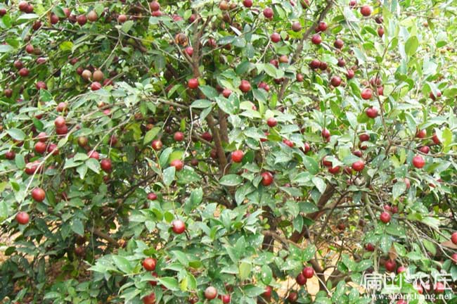 良種高產(chǎn)岑溪軟枝油茶3號油茶