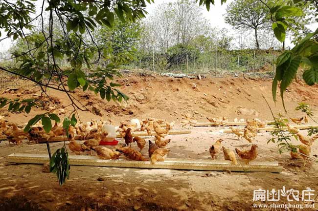 衡陽(yáng)散養(yǎng)土雞