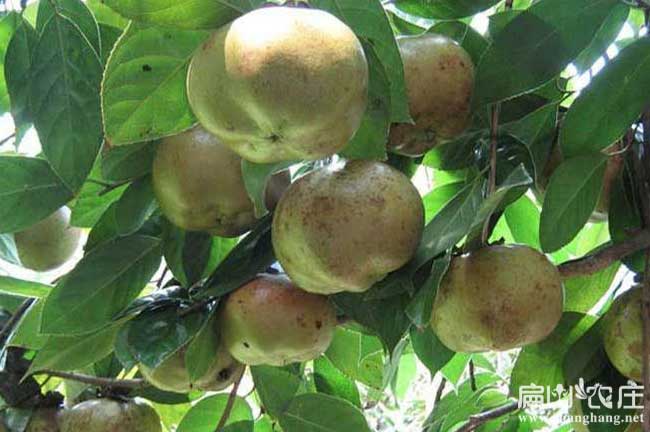 衡陽(yáng)嫁接油茶果