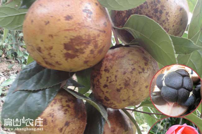 岑溪軟枝3號油茶苗