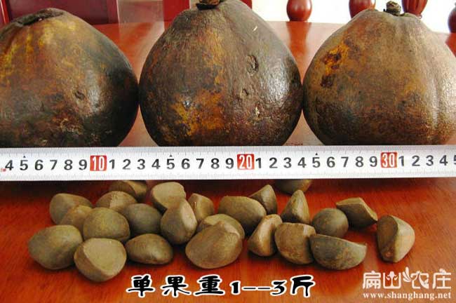 2號和3號一起混種可以達到理想的效果