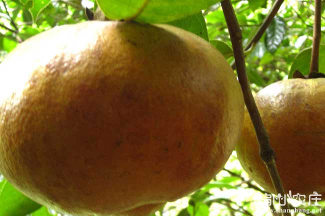 產(chǎn)油量高的油茶